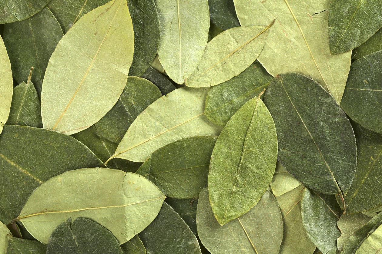 Hoja de Coca